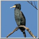 Phalacrocorax carbo - Kormoran 05.jpg